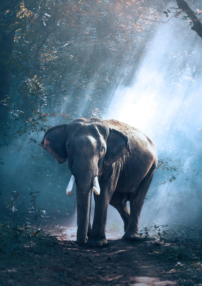 Plakát - Slon v džungli (S040020SA4)